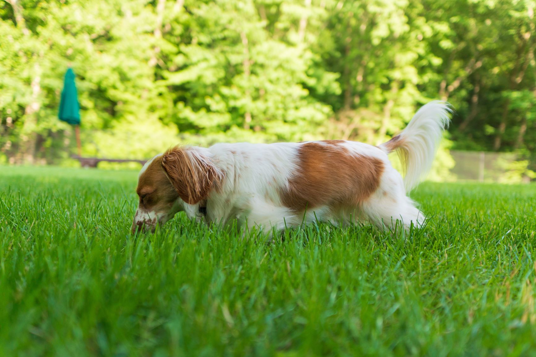 15_dogs eating poo.jpeg