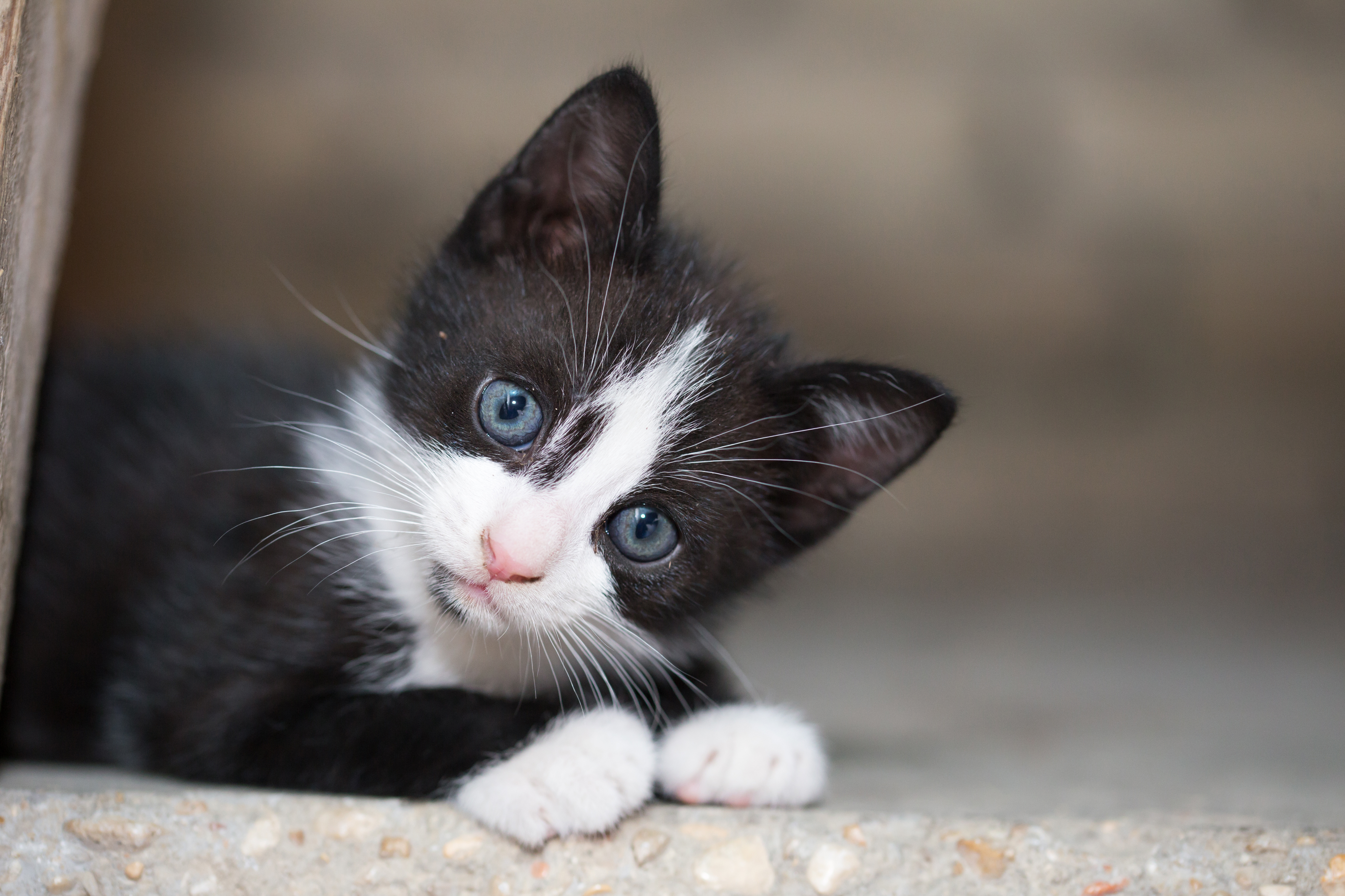 Black white kitten.jpeg