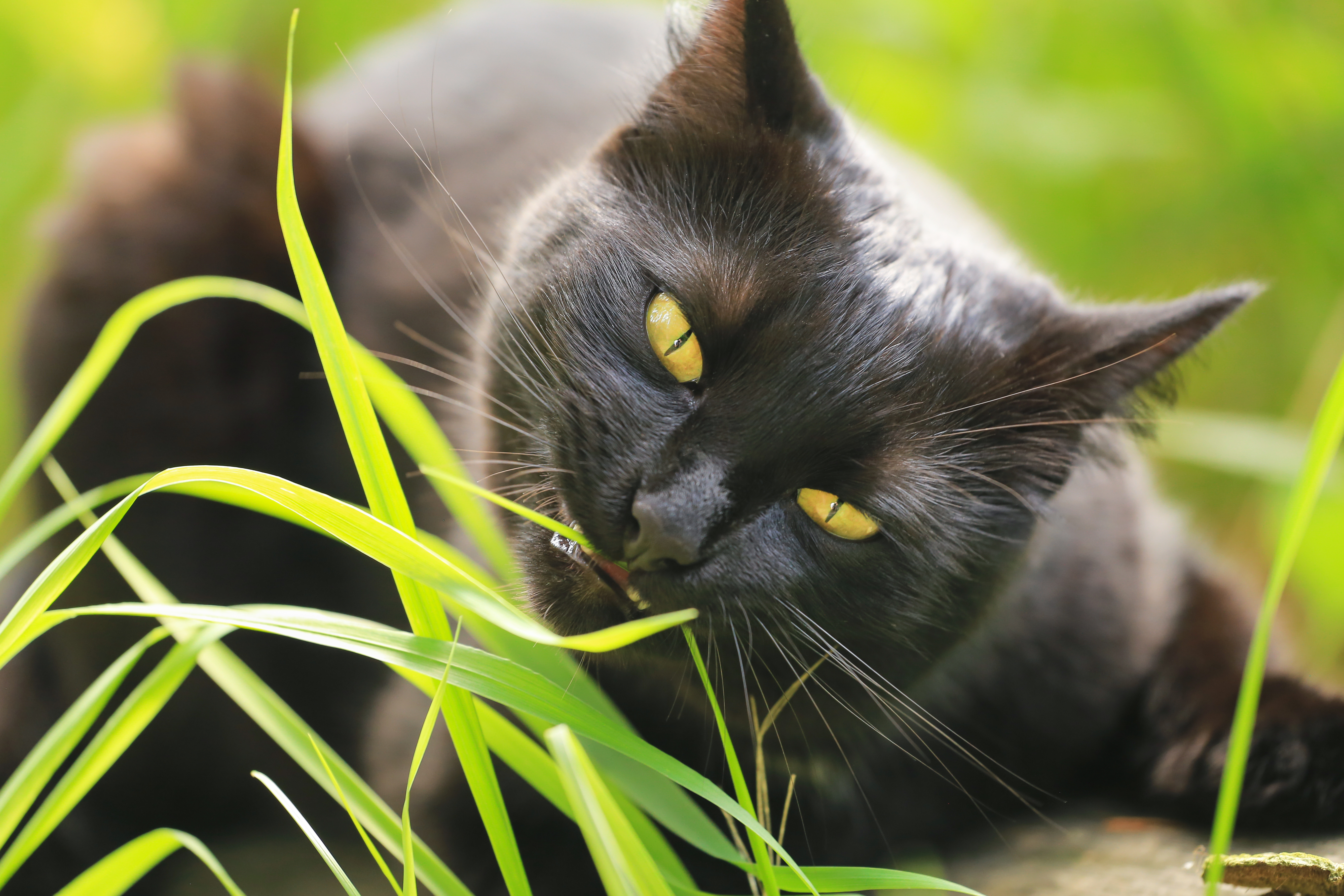 Cat eating grass.jpeg