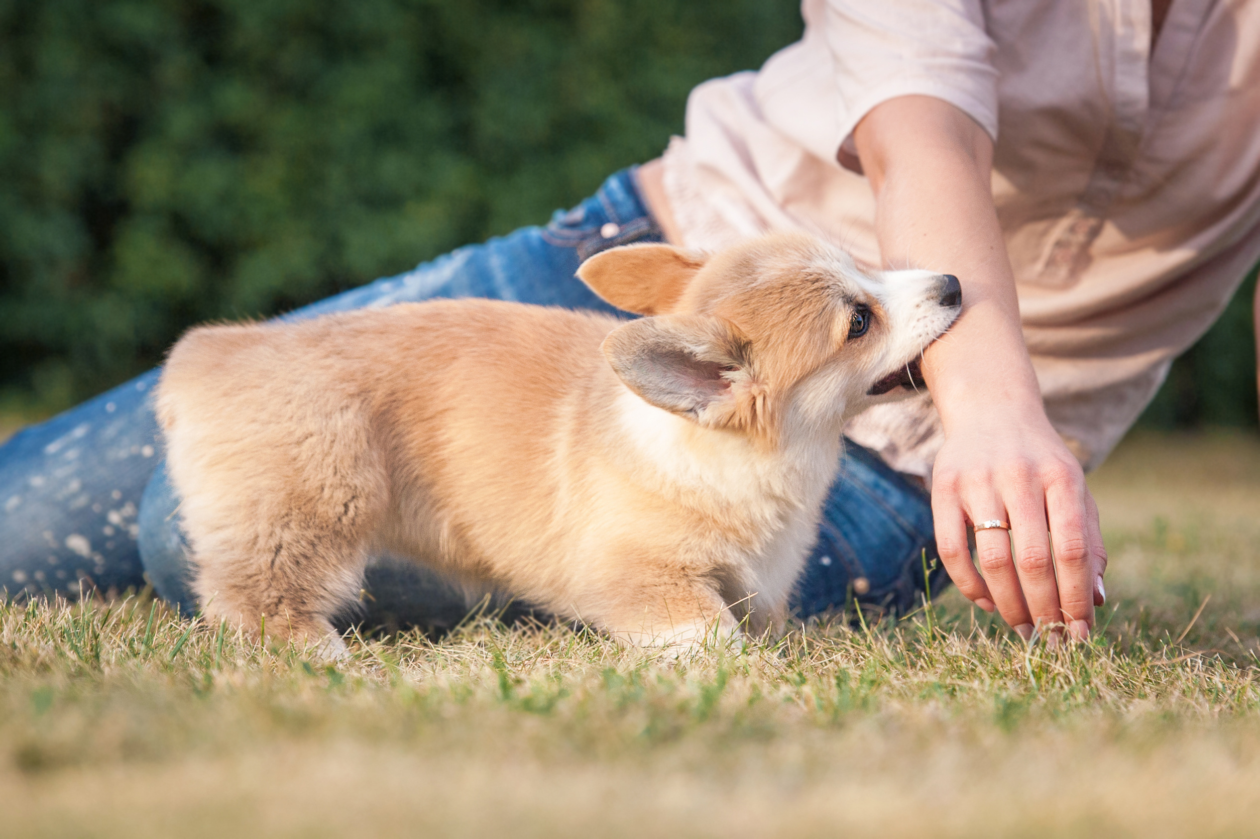 121_Puppy biting.jpeg