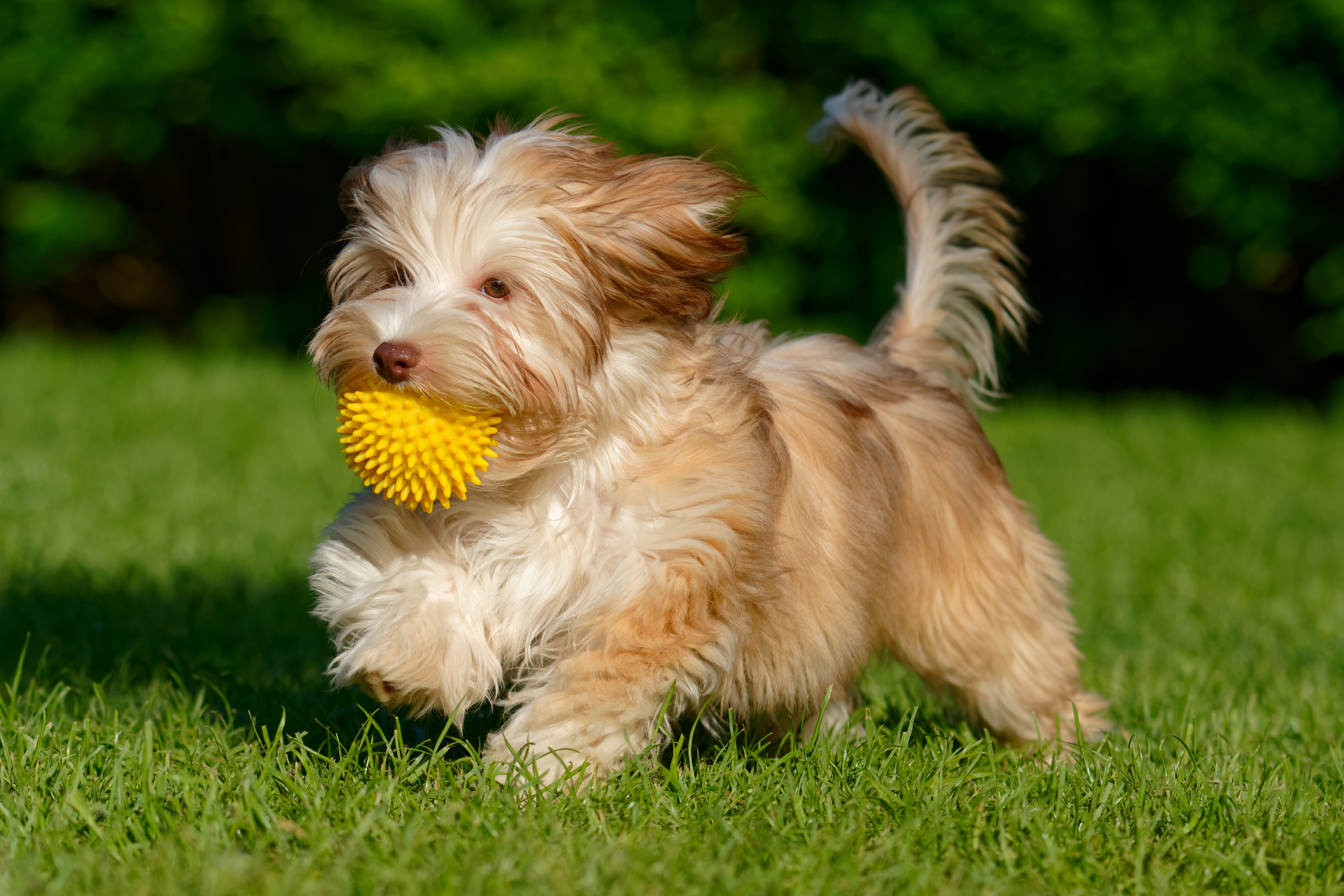 114_Puppy outside.jpeg