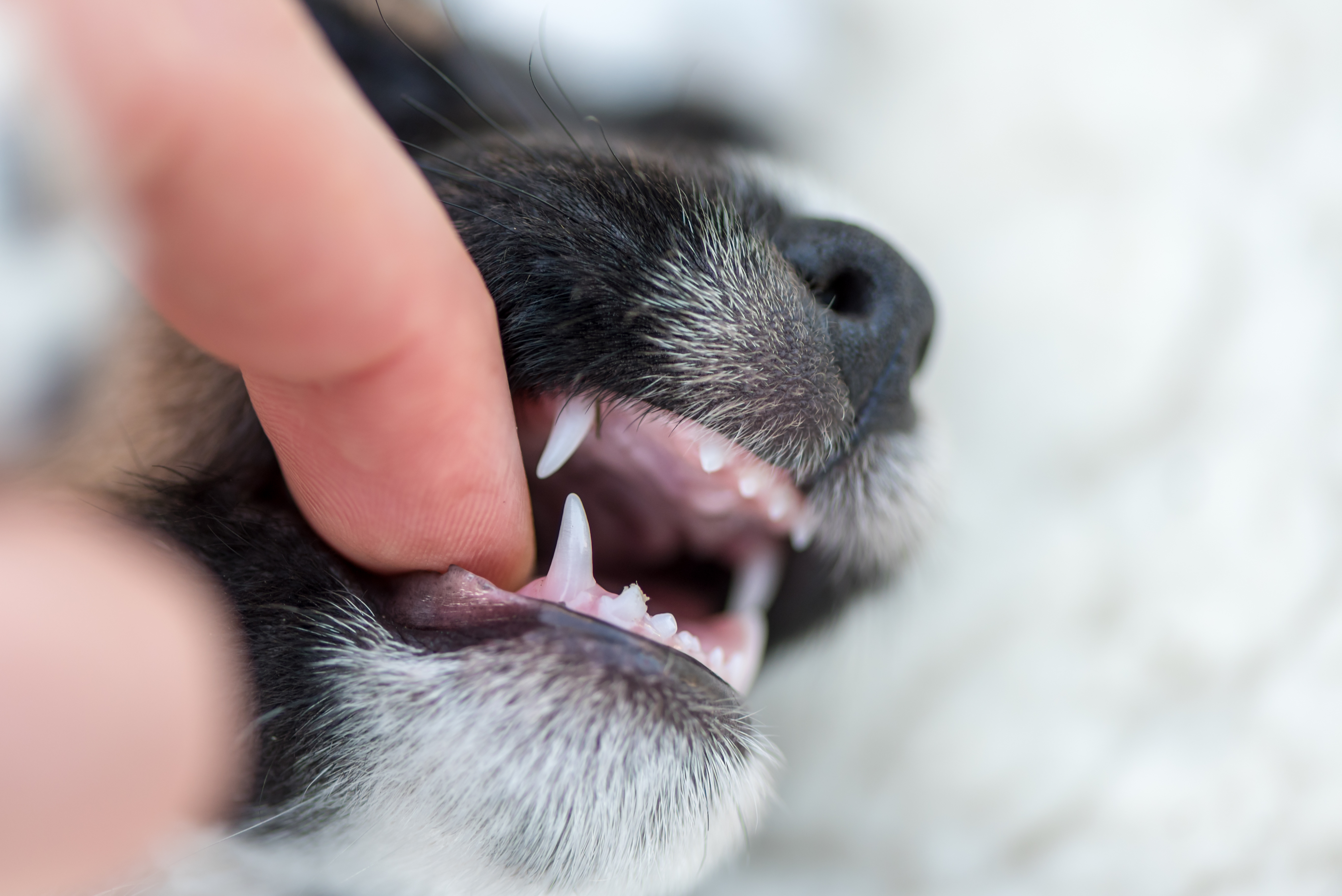 119_puppy teeth.jpeg