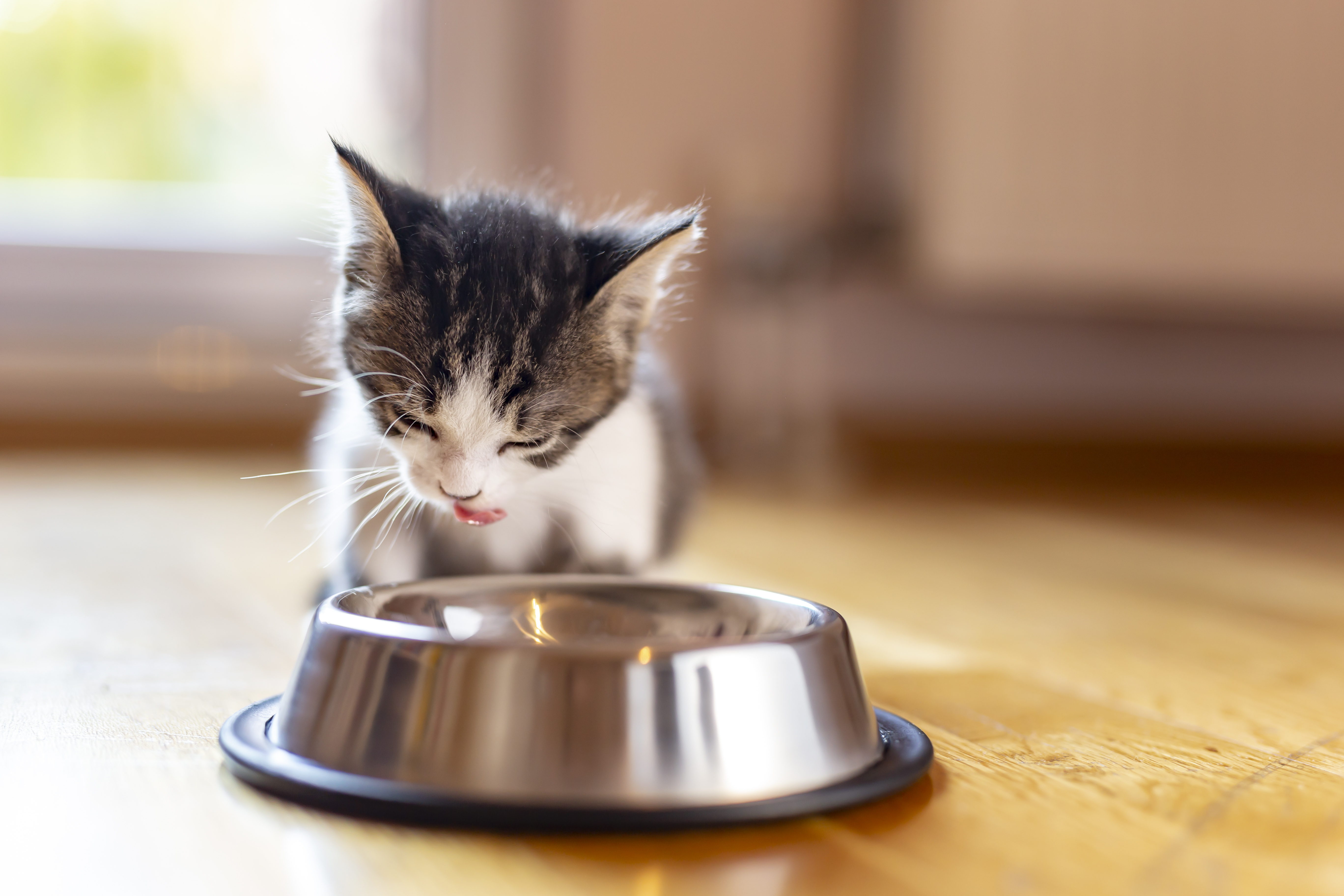 Kitten food bowl.jpeg