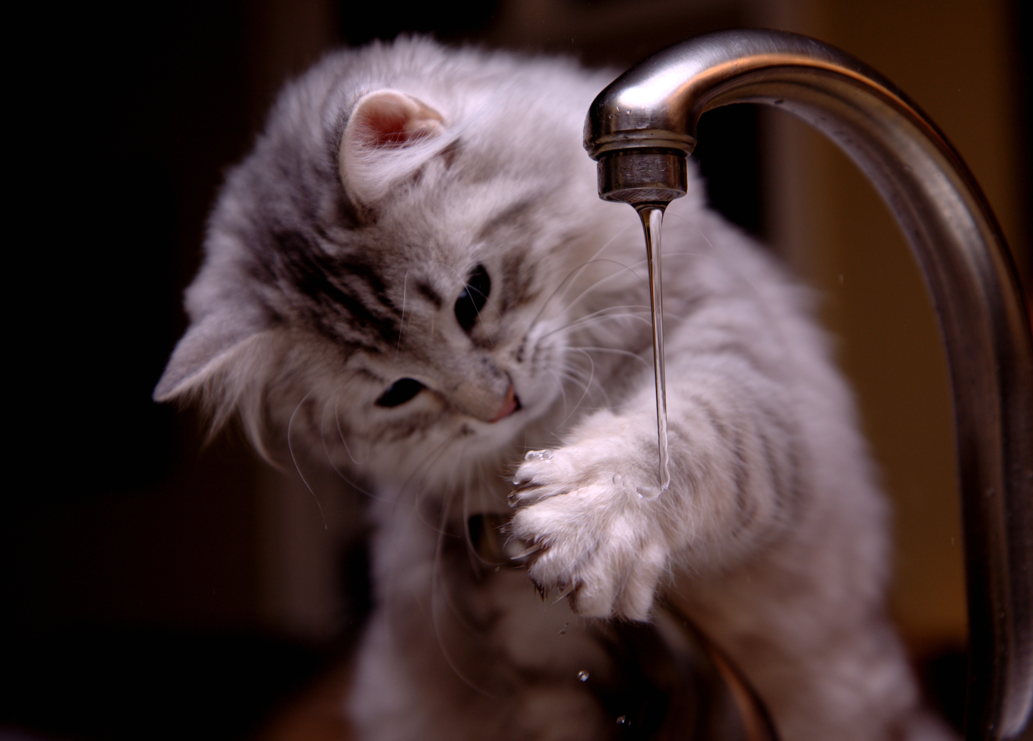 Kitten water tap.jpeg