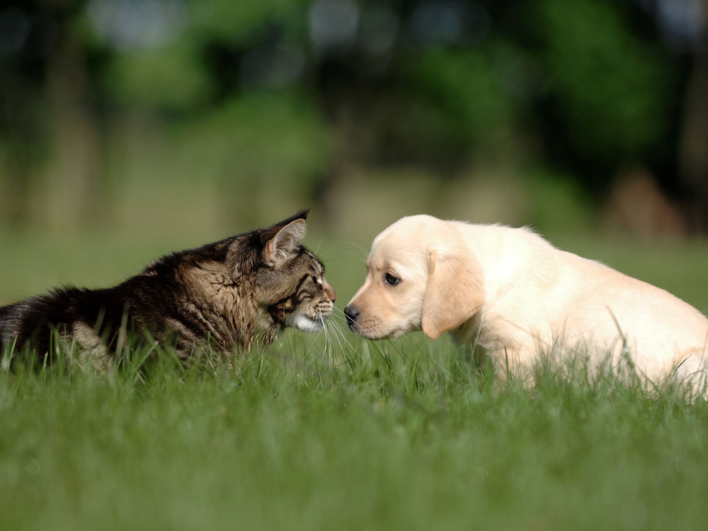 AG224_puppy meets cat.jpeg