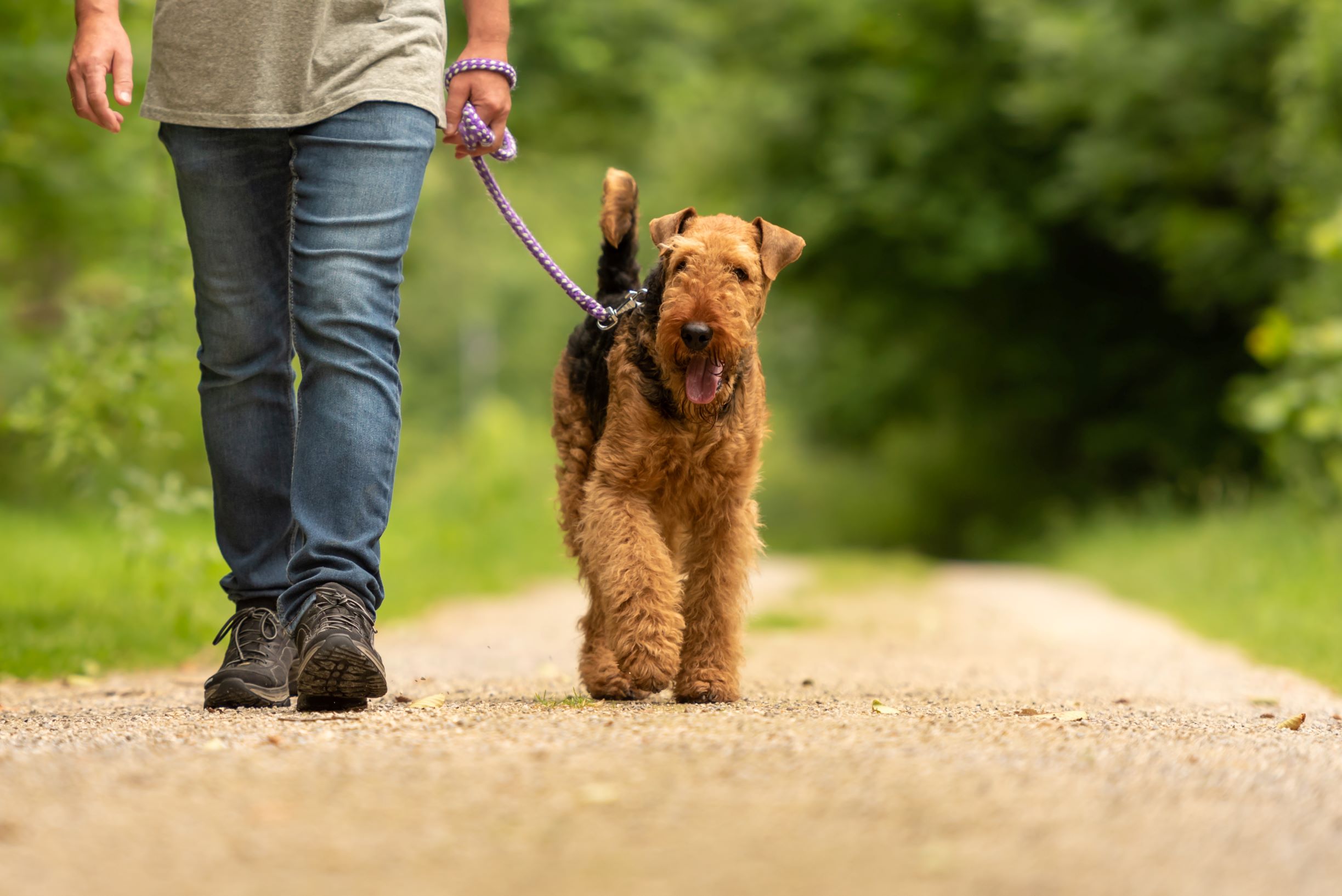 227_walk after neutering.jpeg