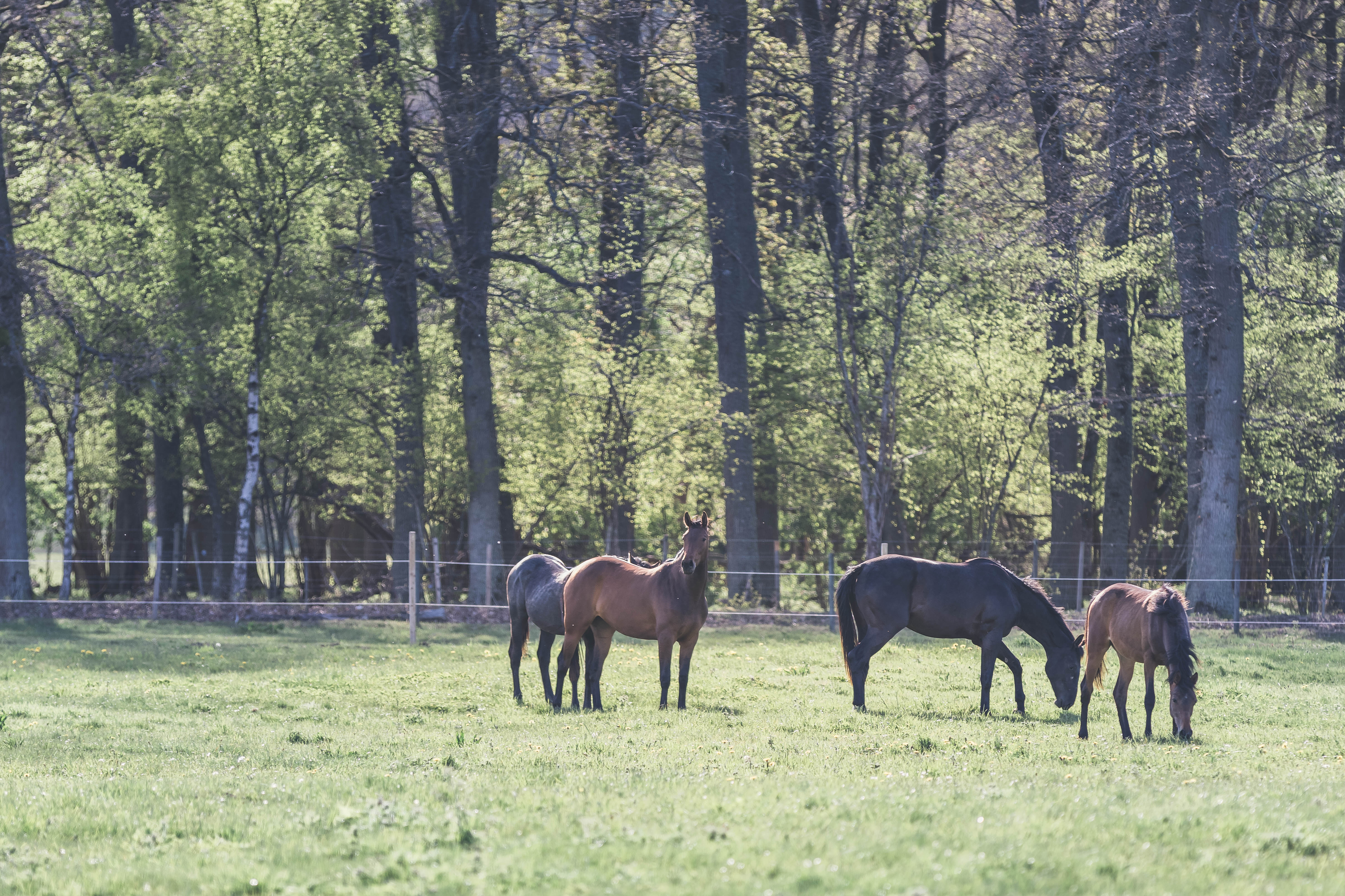 group of horses grazing.jpg